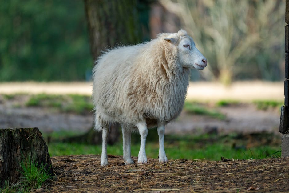 Understanding Sheep Breeds: Which Is Right for Your Flock?